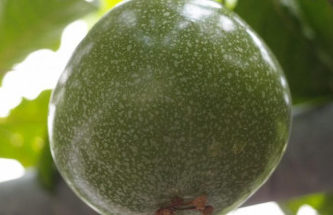 Maracuja - Passiflora