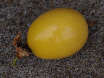 Maracuja - Passiflora