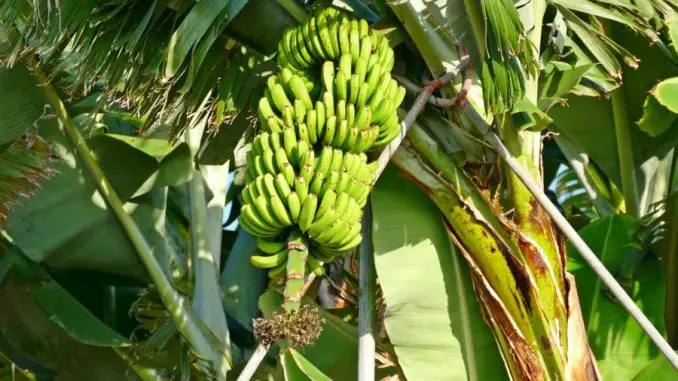 Bananen - Bananenschleckerei