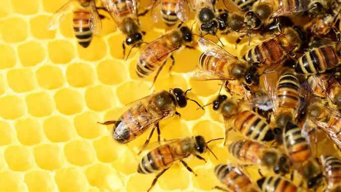 Bienen - Honig