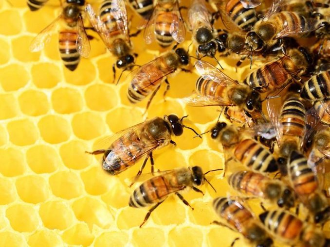Bienen - Honig