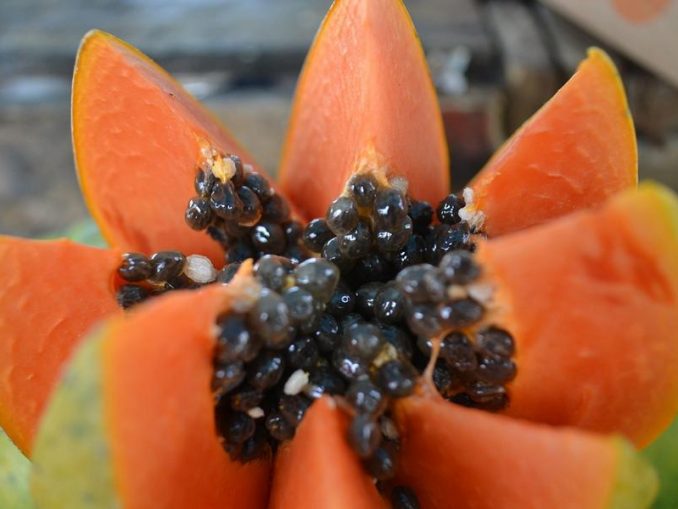 Frucht - Papaya