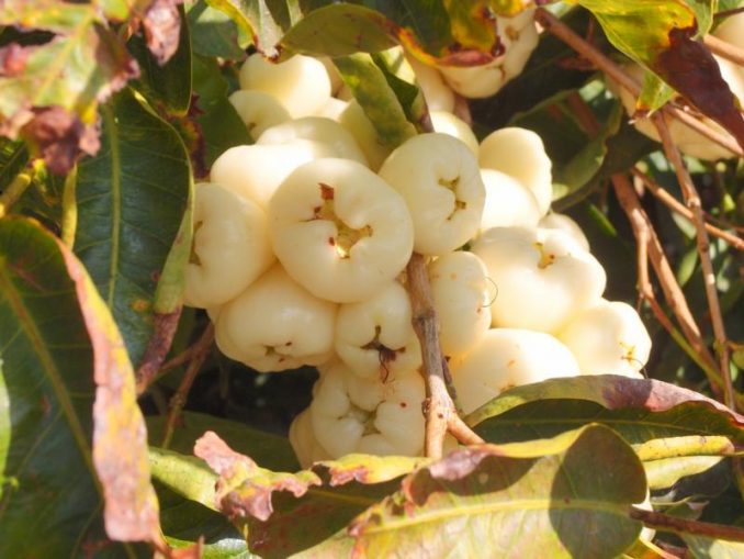Frucht - Jamaikaapfel